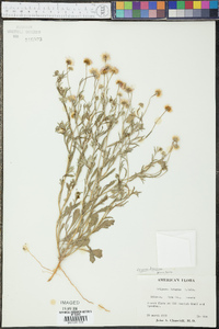 Erigeron divergens image