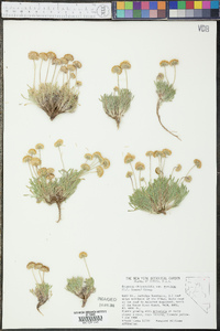 Erigeron chrysopsidis image