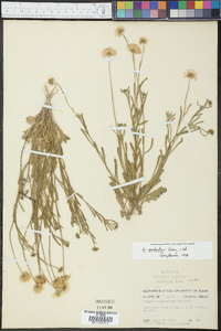 Erigeron modestus image