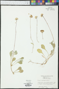 Erigeron procumbens image