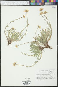 Erigeron eatonii image