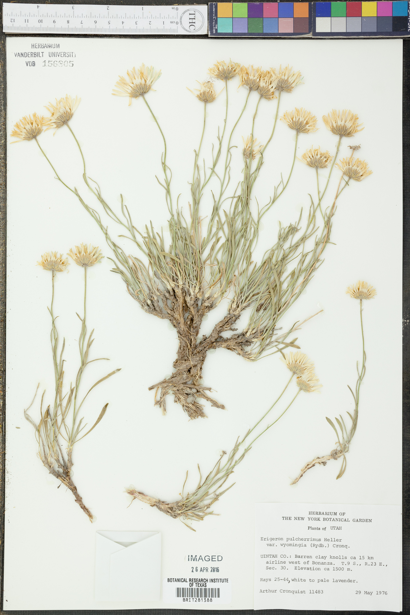 Erigeron pulcherrimus image