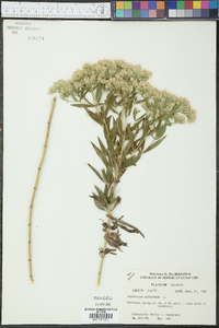 Eupatorium altissimum image