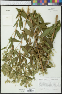 Eupatorium altissimum image