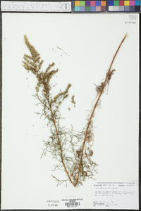 Eupatorium leptophyllum image