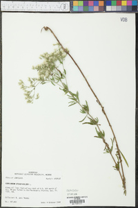 Eupatorium hyssopifolium image