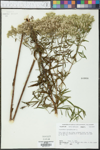 Eupatorium hyssopifolium image