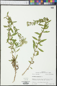 Eupatorium glaucescens image