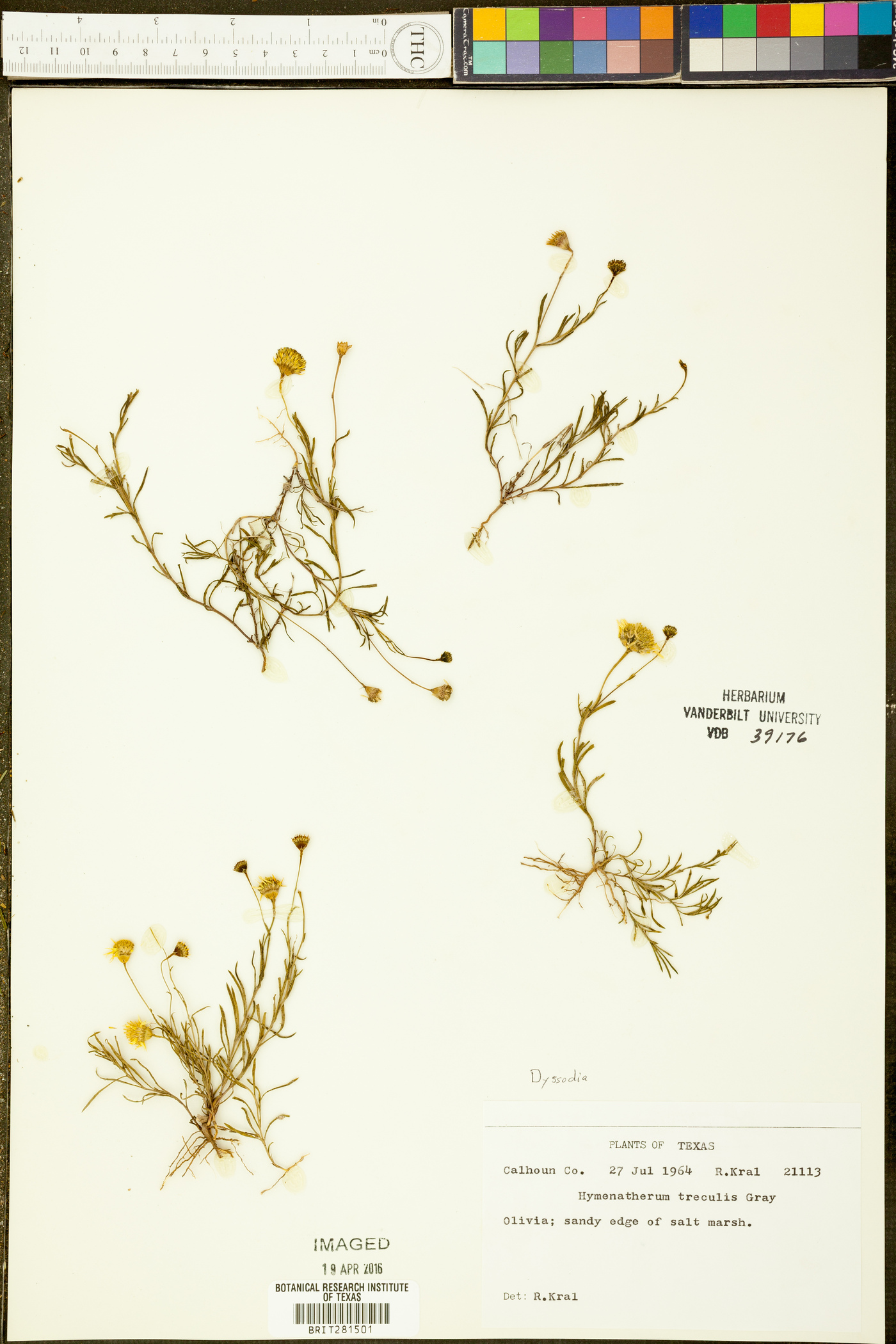 Hymenatherum treculii image