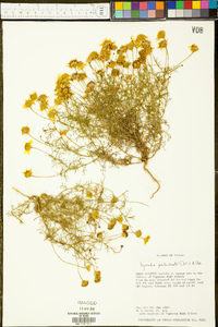 Thymophylla pentachaeta image