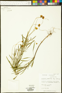 Coreopsis grandiflora image