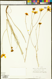 Coreopsis gladiata image