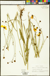 Coreopsis gladiata image