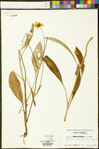 Coreopsis gladiata image