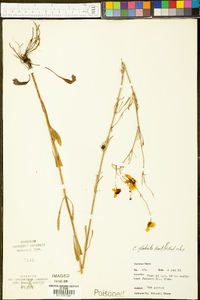 Coreopsis gladiata image