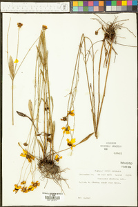 Coreopsis gladiata image