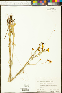 Coreopsis linifolia image