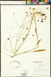 Coreopsis linifolia image