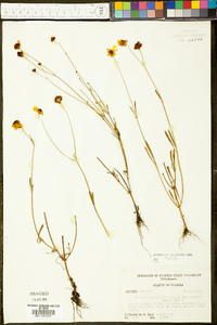 Coreopsis leavenworthii image