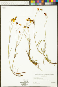 Coreopsis leavenworthii image