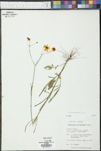 Coreopsis leavenworthii image