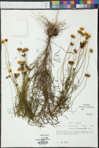 Coreopsis leavenworthii image