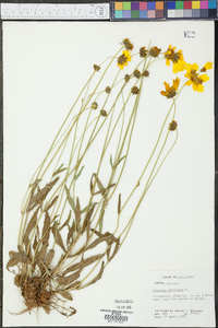 Coreopsis lanceolata image