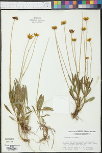 Coreopsis lanceolata image