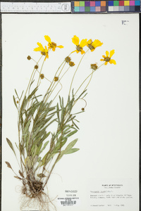 Coreopsis lanceolata image