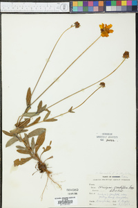 Coreopsis lanceolata image