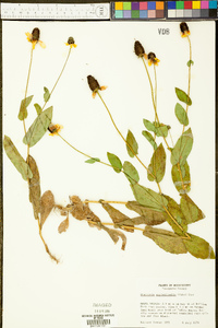 Rudbeckia amplexicaulis image