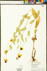 Rudbeckia amplexicaulis image