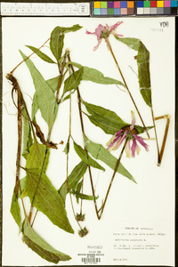 Echinacea purpurea image