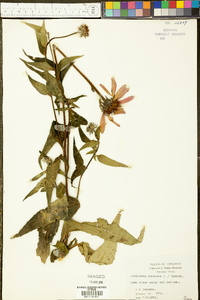 Echinacea purpurea image