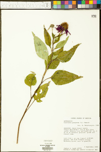 Echinacea purpurea image