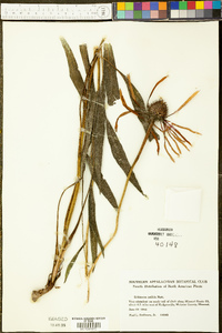 Echinacea pallida image