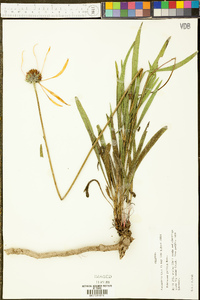 Echinacea pallida image