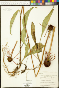 Echinacea pallida image