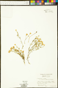 Croptilon divaricatum image