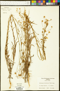 Croptilon divaricatum image