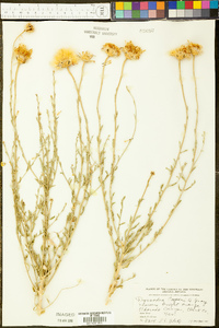 Adenophyllum cooperi image