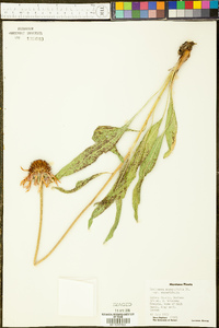 Echinacea angustifolia var. angustifolia image