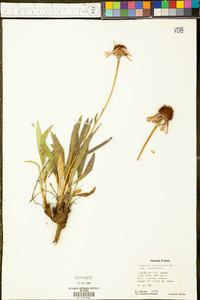 Echinacea angustifolia image