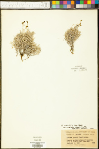 Thymophylla setifolia var. radiata image
