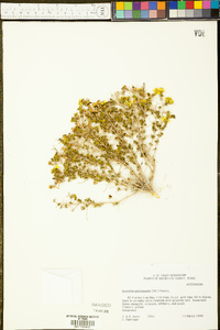 Thymophylla pentachaeta var. pentachaeta image