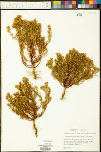 Dyssodia papposa image