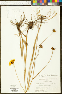 Coreopsis gladiata image