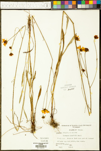 Coreopsis gladiata image