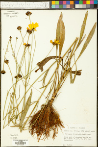 Coreopsis gladiata image