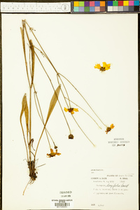 Coreopsis gladiata image